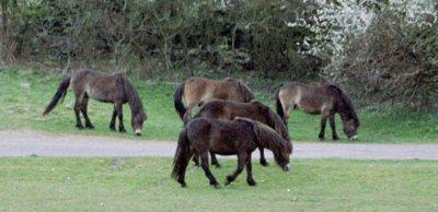 exmoor-ponies-valley-of-rocks-lynton-400x194